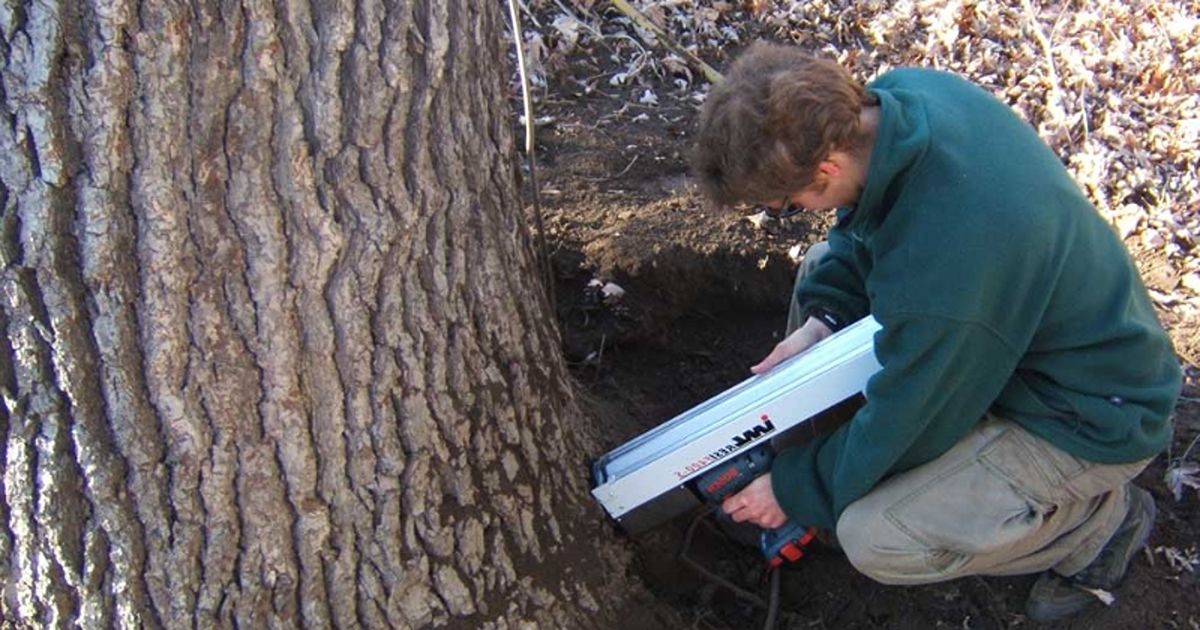The importance of professional tree risk assessments 3 professional tree risk assessments 3