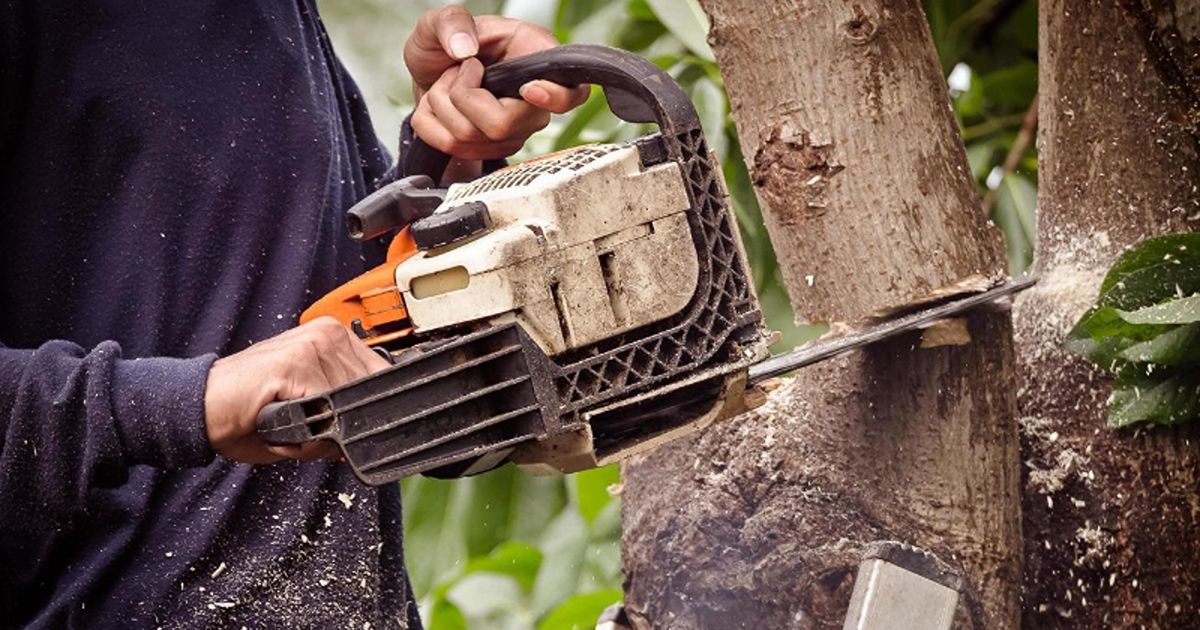 The importance of professional tree risk assessments 4 professional tree risk assessments 4