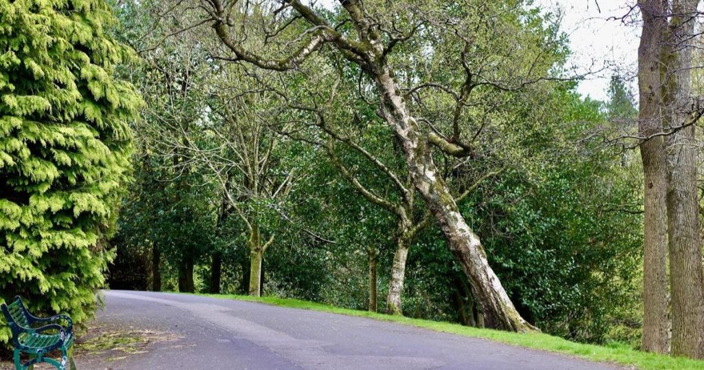 Can you save a tree that is leaning 7 save a tree that is leaning