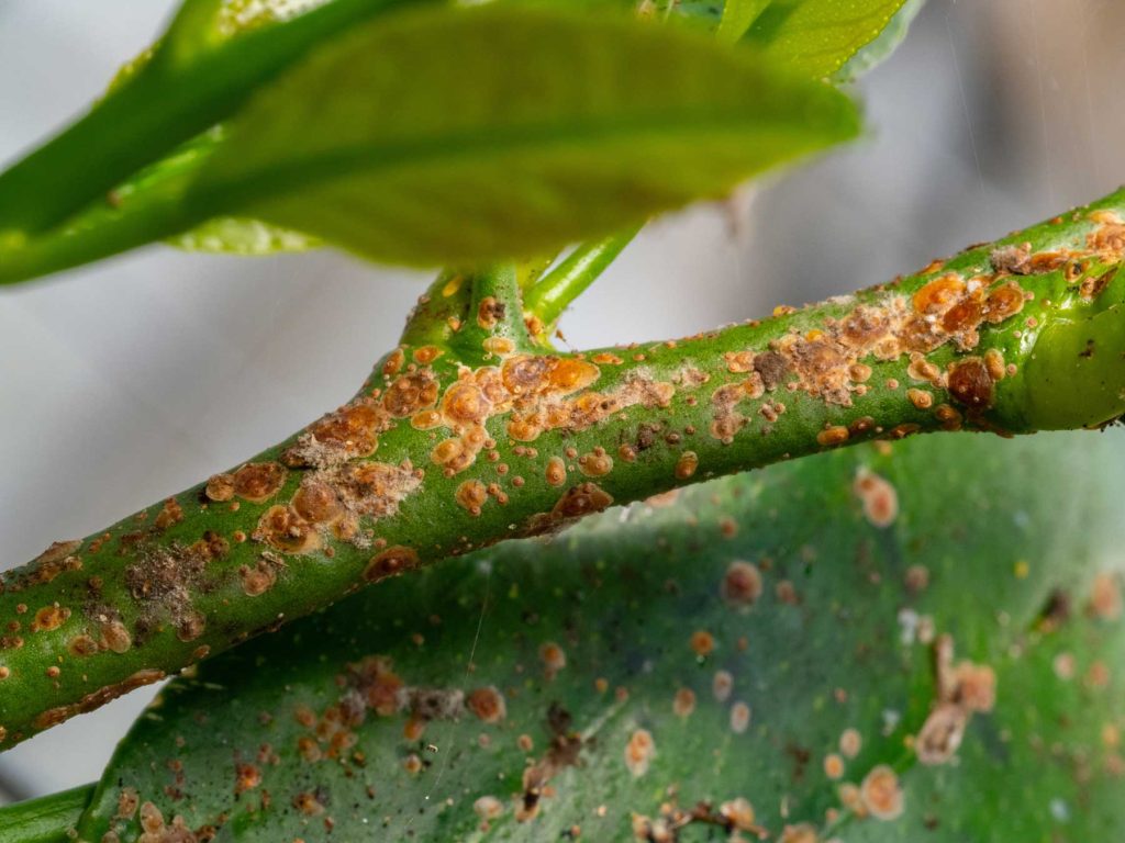 scale insect damage on tree branch. plant health care needed for a tree