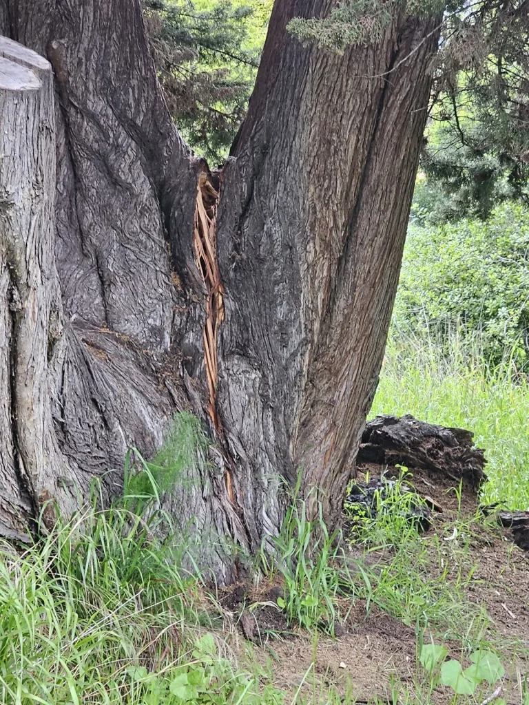 stress fracture on the base of a monterey cypress in carpinteria 93013