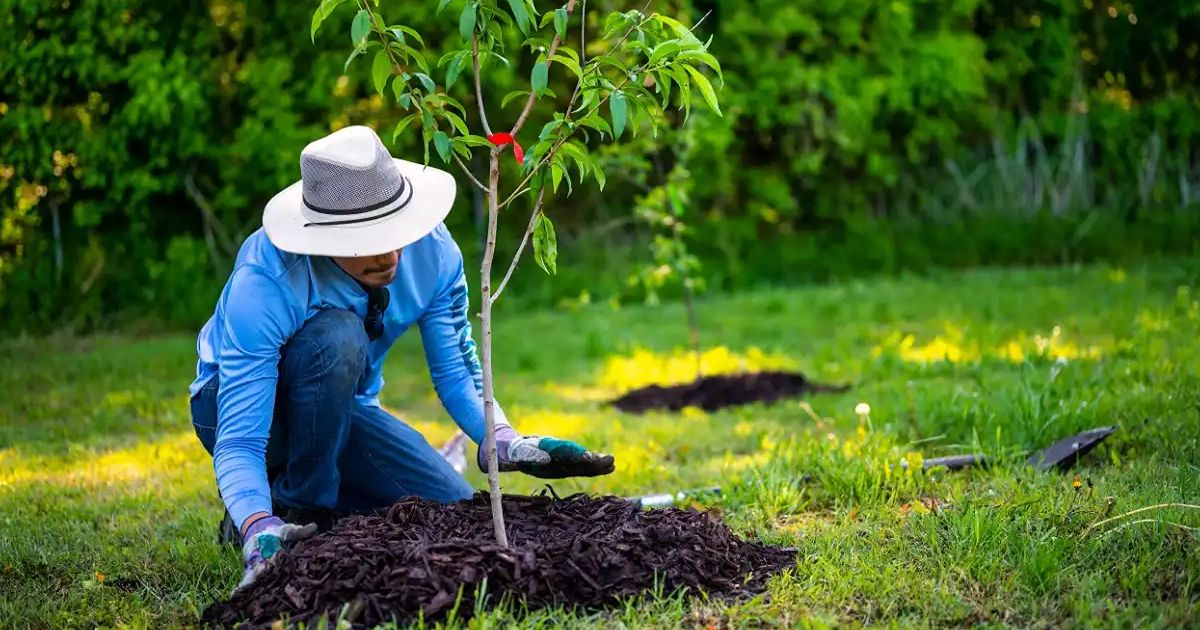 tree care plan for different seasons 1