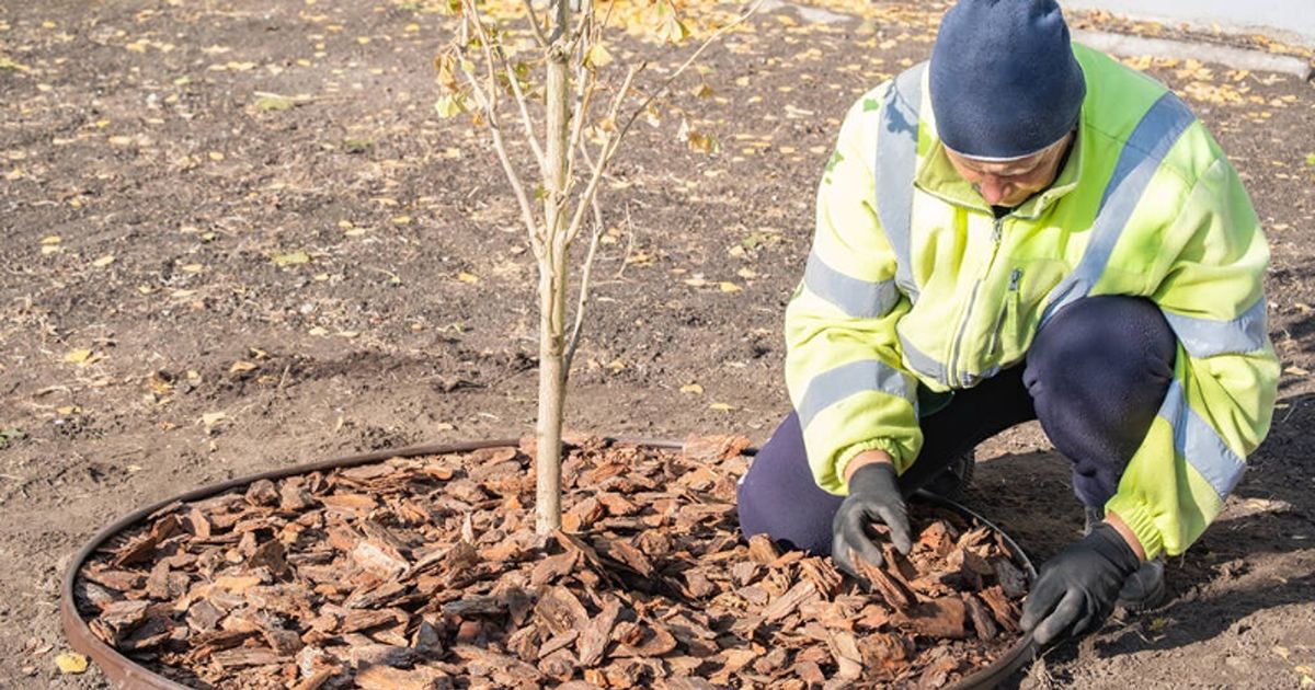 tree care plan for different seasons 2