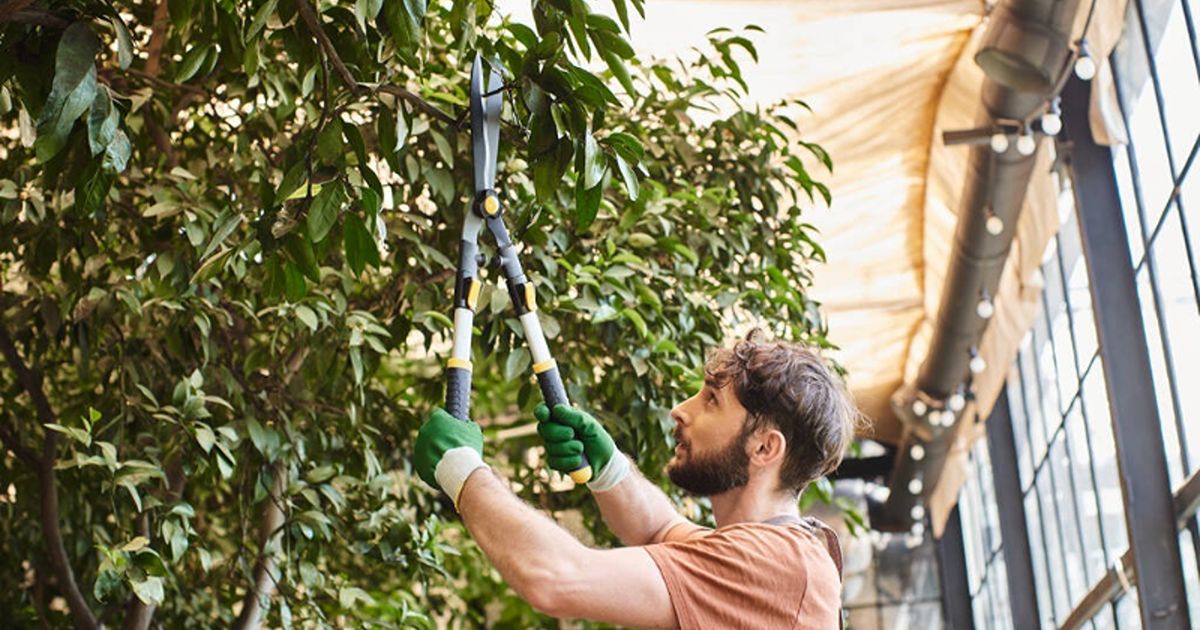 tree care plan for different seasons 3