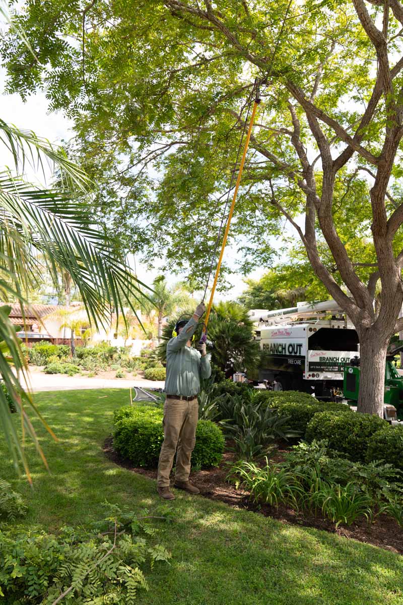tree trimming using a pole saw branches near a home