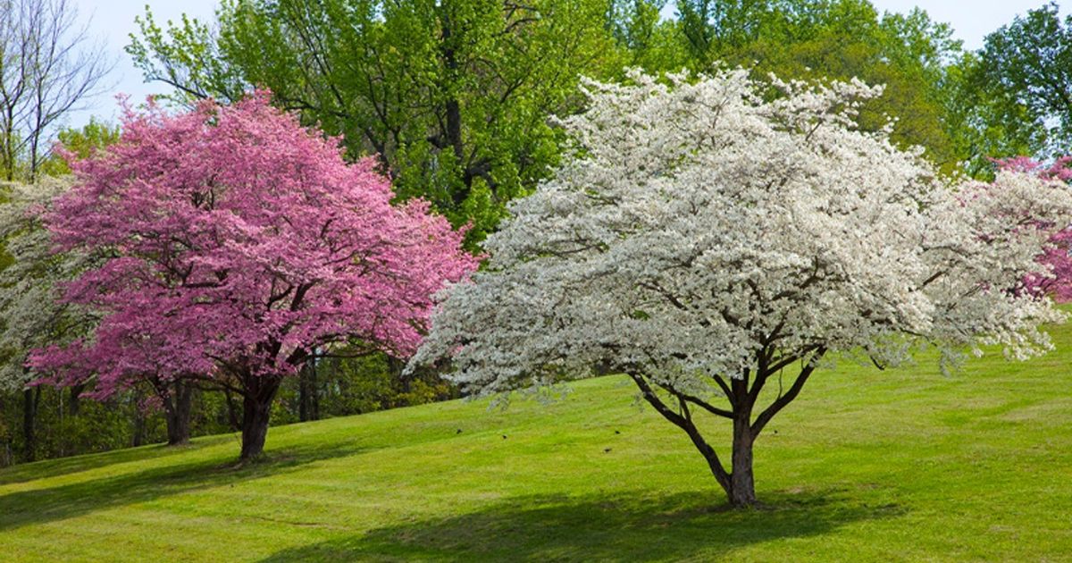 what to plant after tree removal 1