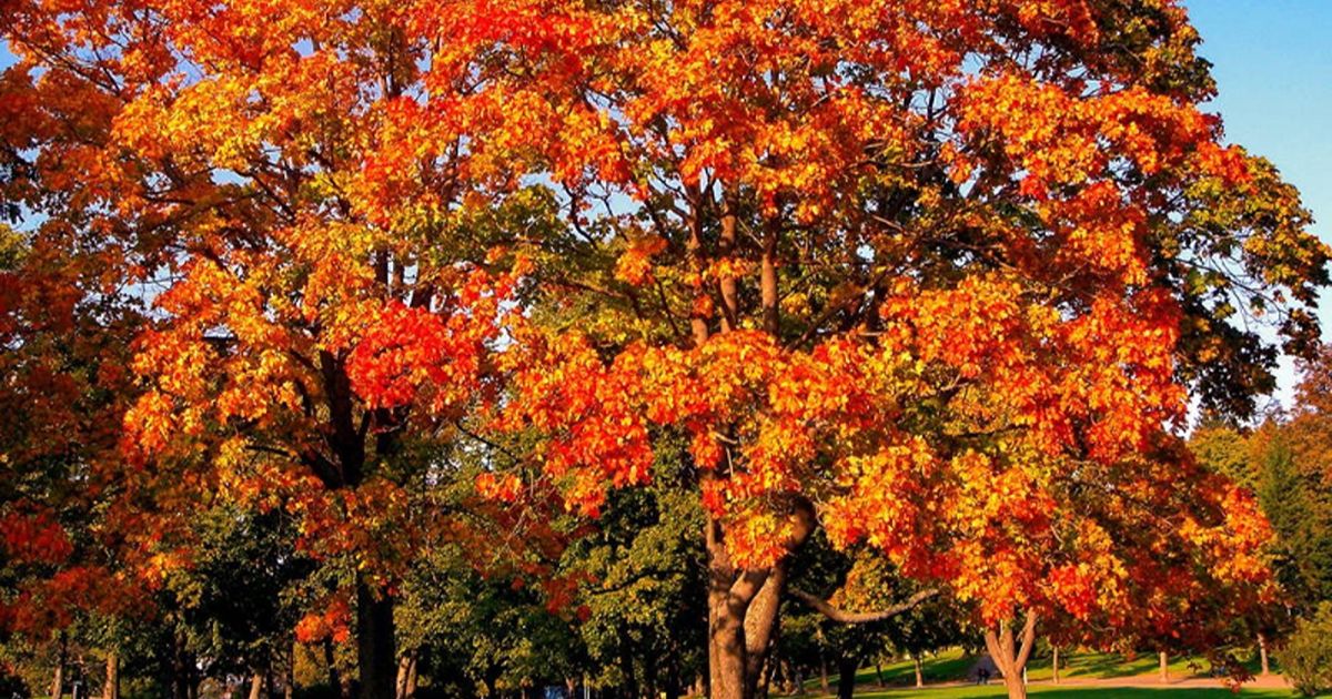 what to plant after tree removal 2
