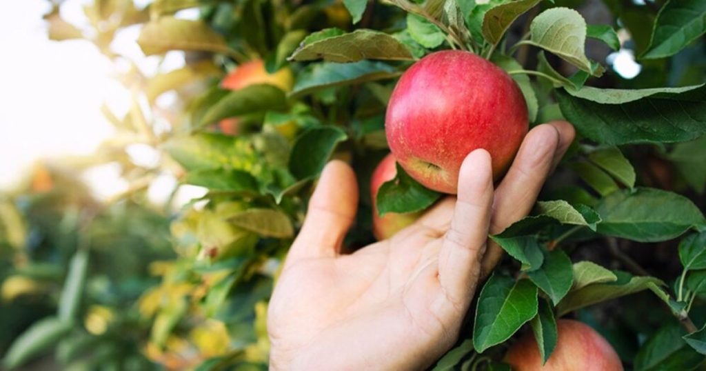 reaching for an apple in an apple tree
