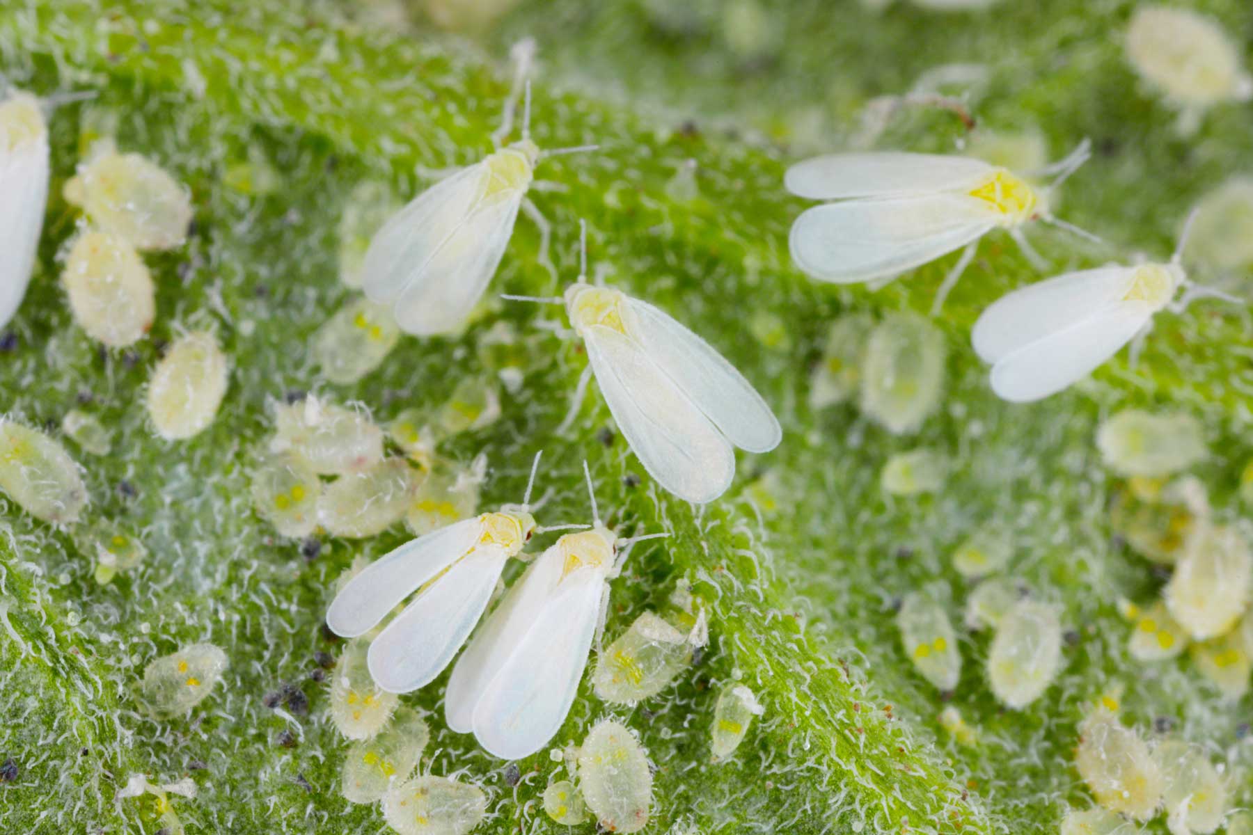 whitefly adult and larvae on leaf