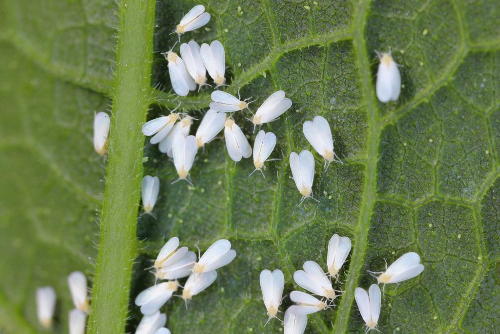 adult whiteflys on leaf