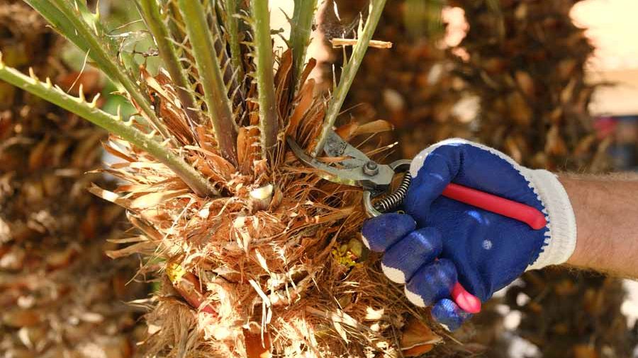 pruning shears used on a palm frond